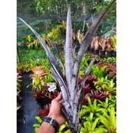 Rare : Ananas x phantom - id tahan panas by Gha Garden House