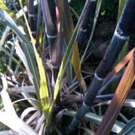 Jual Tanaman Hidup Tebu Ireng Tebu Hitam Tebu Wulung Bibit Tebu Ireng