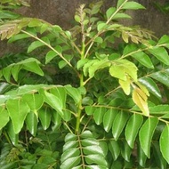 [JA.MINIGARDEN] POKOK KARI. CURRY LEAVES. CURRY PLANT