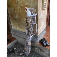 LAYANGAN BURUNG KAIN/LAYANGAN ELANG 3 METER/LAYANGAN 3 DIMENSI