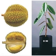 Pokok D99 Penggalak Buah/Pokok Kawin