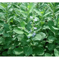 pokok vertex pantai..