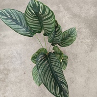 [Plantopia] Calathea pin-stripe | Pokok Hiasan Hidup Dalam Rumah | Indoor Plant