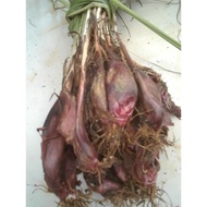 Dayak Onion/Fresh Diamond Onion 1000gr