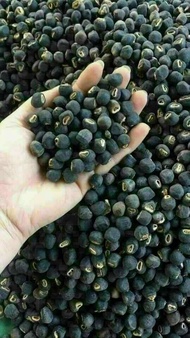 Hạt Chuối Cô Đơn 1kg _ Ngâm Rượu thơm như Chivas 18