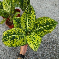 90s Greenovation Live Plant Dieffenbachia Cheetah P150 帝王万年青