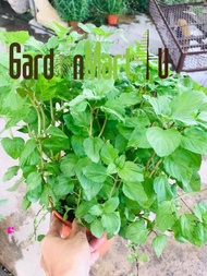 [PRE-ORDER] GardenMart4U Australia Mint Herb Live Plant Pokok Hidup Herba Australia Mint (ETA: 2022-