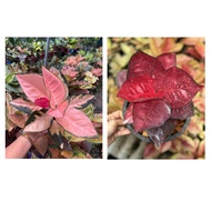 PAKET 2 BONGGOL AGLONEMA Suksom Super red dan Suksom Pink