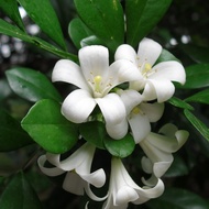 Murraya Paniculata, Dwarf Murraya, Orange Jasmine