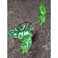 Caladium Army Plants