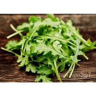 Arugula Lettuce 15 Vegetable Seeds Free USA Shipping/skirt/underwear/flowers/tie/seeds/shirt/Men's W