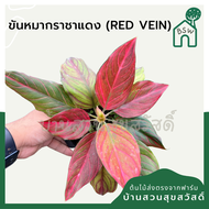 ขันหมากราชาแดง (Aglaonema red vein)