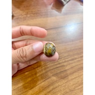 Makjud Jantan Fossil Nibong Untuk Dimaharkan