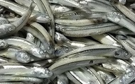 【年終8折！澎湖特有 肥美熟白著魚x1盒 (300g/盒)】白堯魚不是丁香 鈣質含量豐富