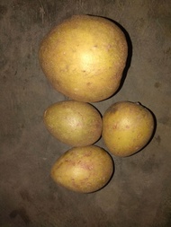 Sawo Madu Super Fresh 1 kg