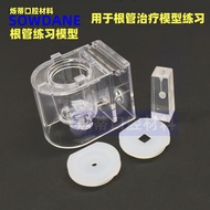 Dental Resin Root Canal Practice Block Model Body Pulp Transparent Root Canal Preparation Filling Re