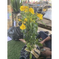 Pokok Bunga Tecoma Flamming Belles / Tecoma kuning