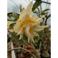 Adenium (Taiwan Cocada) DESERT ROSE (Cambodia Flower Tree)-Zipper