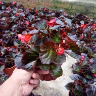 Anak Pokok Bunga Begonia Merah Red Viking Begonia Flower Plants Live Plant Pokok Bunga Hidup Pokok Bunga Asam Batu