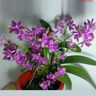 [ Species + Fragrant ] Phalaenopsis lueddemanniana - Orchid Seedling 3718