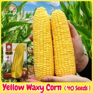 Sweet Glutinous Yellow Corn Seeds for Planting (40 Seeds) - F1 Hybrid Yellow Corn Seeds Cereal Corn 