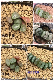 ฮาโวเทีย ไฮบริด Haworthia Truncata Hybrids ไม้อวบน้ำ กุหลาบหิน cactus&amp;succulentหลากหลายสายพันธุ์