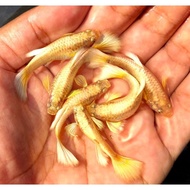 24k Full Gold Golden Ear Guppy Fish Breeding Pair