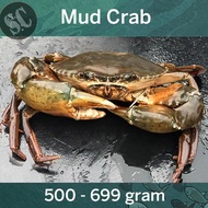 Live seafood Mud Crab (500G - 600G)