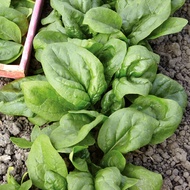 Hạt Giống Rau Cải Bó Xôi Cao Sản (Gói 1Kg ) -[Ăn ngon đậm vị - Dễ trồng Phát triển tốt]