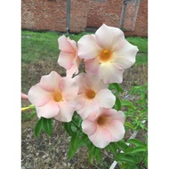 Tawaran 6 Keratan Alamanda peach / Cuttings of Alamanda Flower Cream Peach/ Harga PROMOSI 6 KERATAN 