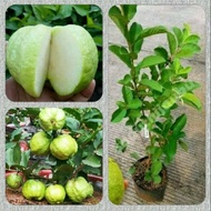 Bibit Jambu Sukun Putih