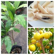 [Cây giống] Vú sữa hoàng kim - Vú sữa Vàng Đài Loan giống chuẩn Size trung