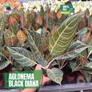 Aglonema Black Diana Tanaman Hias Aglaonema Cantik Akar Pot Rimbun ORI