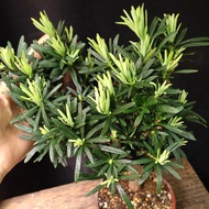 羅漢松 (大)很多新葉 盆景  連 花盆   plant  Bonsai 植物 盆栽 小樹  禮物 gift 【實拍。只此一盆】