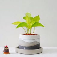 室內植物•黃金葛水泥盆栽 / 可客製英文字母