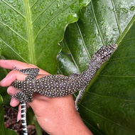 stample varanus doreanus