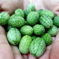 Sg Thumb Watermelon Seeds Mini Cucumber Seeds Balcony Potted Ornamental Fruit Seeds Original