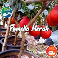 BIBIT TANAMAN JERUK PAMELO RED Dengan Kualitas Premium Cukup Umur Akar Kuat Sehat Dan Siap Tanam. Bi
