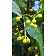 service raka mahendra 500