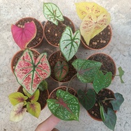 LUSHECO - Caladium Mix Plant Keladi P55 (RANDOM PICK)