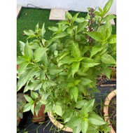 Thai Basil / Daun Selasih