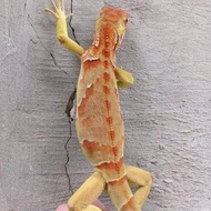 Baby Iguana Super Red / Iguana