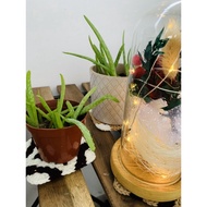 Granny Square Diamond Shape Mug / Vase Rug Crochet Coaster