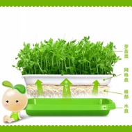 [READY STOCK]Seed Sprout Tray Microgreen Soil-Free Wheatgrass Grower with Cover Seeds Sprout Hydropo
