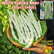 100% Original High Yield White Kidney Bean Seeds for Sale (Fresh 20pcs Seeds) 九粒白四季豆种子 Organic White