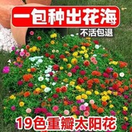 現貨 批發批發　不活包退網紅重瓣太陽花易活四季開花室外庭院花園凍不死花籽