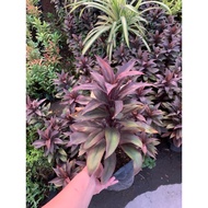 T plant Dwarf (ROOTED️)