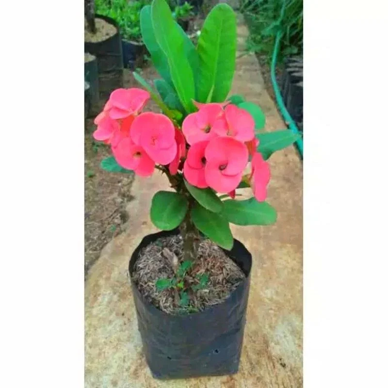 tanaman hias bunga eforbia/bibit pohon eforbia bunga merah