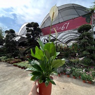 [Paling Horticulture Sdn Bhd] Peace Lily - Spathiphyllum Wallisii 白掌 | Bunga Hiasan Dalam Rumah | Pokok Hiasan