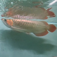 Arwana Super red/Arowana Super red/sr